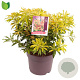 Pieris 'Forest Flame' 30-40 cm 7,5L