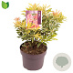 Pieris 'Flaming Silver' 20-30 cm 5,0L