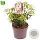 Pieris japonica 'Bonfire' 15-20 cm 2,0L