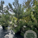 Pinus nigra 225-250 cm cont. 160L