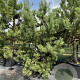 Pinus sylvestris 200-250 cm cont. 130L