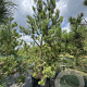 Pinus sylvestris 300-350 cm cont. 160L