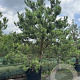 Pinus sylvestris 350-400 cm 30L