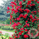 Rosa (K) 'Paul's Scarlet Climber' 80-100 cm 7,5L
