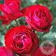 Rosa (F) Rouge Meilove 90 cm stam container