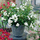 Rosa (M) 'White Fairy' 15-20 cm P13