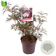 Sambucus nigra Black Lace 40-50 cm 10L
