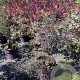 Sambucus nigra Black Lace 80-100 cm 20L