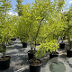 Sophora japonica 200-225 cm 50L meerstammig