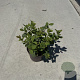 Spiraea betulifolia 'Tor' 25-30 cm P13