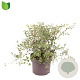Spiraea vanhouttei 40-50 cm 7,5L