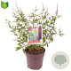 Vitex agnus-castus 50-60 cm 10L