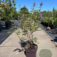 Vitex agnus-castus 60-80 cm 13L