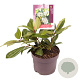 Viburnum davidii 15-20 cm 2,0L