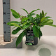 Viburnum davidii 15-20 cm 2,0L