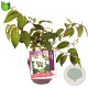 Viburnum plic. 'Mariesii' 25-30 cm 3,0L