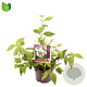 Viburnum plic. 'Mariesii' 40-50 cm 5,0L