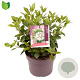 Viburnum tinus 25-30 cm 5,0L