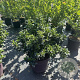 Viburnum tinus 40-60 cm 15L