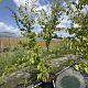 Zelkova serrata 200-225 cm 50L meerstammig