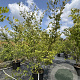 Zelkova serrata 200-250 cm 50L meerstammig