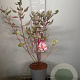 Cornus alba Miracle 50-60 cm 3,0L