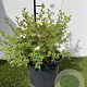 Potentilla f. 'Abbotswood' 25-30 cm 3,0L
