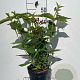 Weigela 'Bristol Ruby' 40-50 cm 3,0L