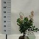 Cotinus cog. 'Young Lady' 40-50 cm met kluit