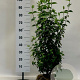Cornus mas 80-100 cm met kluit