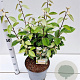 Elaeagnus ebbingei 50-60 cm 7,5L