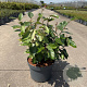 Elaeagnus ebbingei 60-80 cm 10L