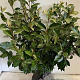 Elaeagnus ebb. 'Compacta' 60-80 cm met kluit