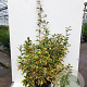 Elaeagnus ebb. 'Gilt Edge' 50-60 cm met kluit