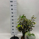 Elaeagnus ebb. 'Gilt Edge' 50-60 cm met kluit
