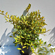 Elaeagnus pungens 'Maculata' 50-60 cm met kluit