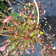 Euonymus alatus 50-60 cm met kluit