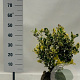 Ilex altacl. 'Golden King' 50-60 cm met kluit