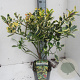 Ilex altacl. 'Golden King' 50-60 cm met kluit