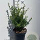 Ilex crenata 'Caroline Upright' 40-50 cm 7,5L