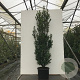 Ilex meserv. 'Heckenstar' 100-120 cm met kluit