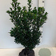 Ilex meserv. 'Heckenpracht' 50-60 cm met kluit
