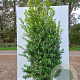 Ilex maximowicziana kanehirae 30-40 cm met kluit