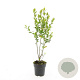 Ligustrum ovalifolium 100-125 cm met kluit
