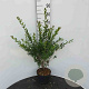 Ligustrum vulg. 'Lodense' 80-100 cm met kluit