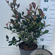 Photinia fraseri 'Little Red Robin' 40-50 cm 7,5L