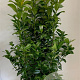 Prunus l. 'Ani' 80-100 cm met kluit