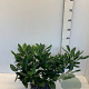 Prunus l. 'Cherry Brandy' 30-40 cm met kluit
