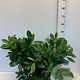 Prunus l. 'Cherry Brandy' 40-50 cm met kluit