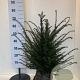 Taxus baccata 50-60 cm met kluit